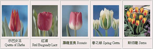 ڭnGq-{--{-tulip-flower-ᩱq-x_ᩱ-xᩱ-ᩱ-򶩪ᩱ-Ὤᩱ-ᩱ