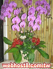 GOAjϤ,ڭn q-R,ᩱq0952792139,http://www.web-flower.tw/flower/