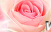 情人節訂花,買花,網路花店訂花,flower,gift,flower-love-rose,Valentine's Day